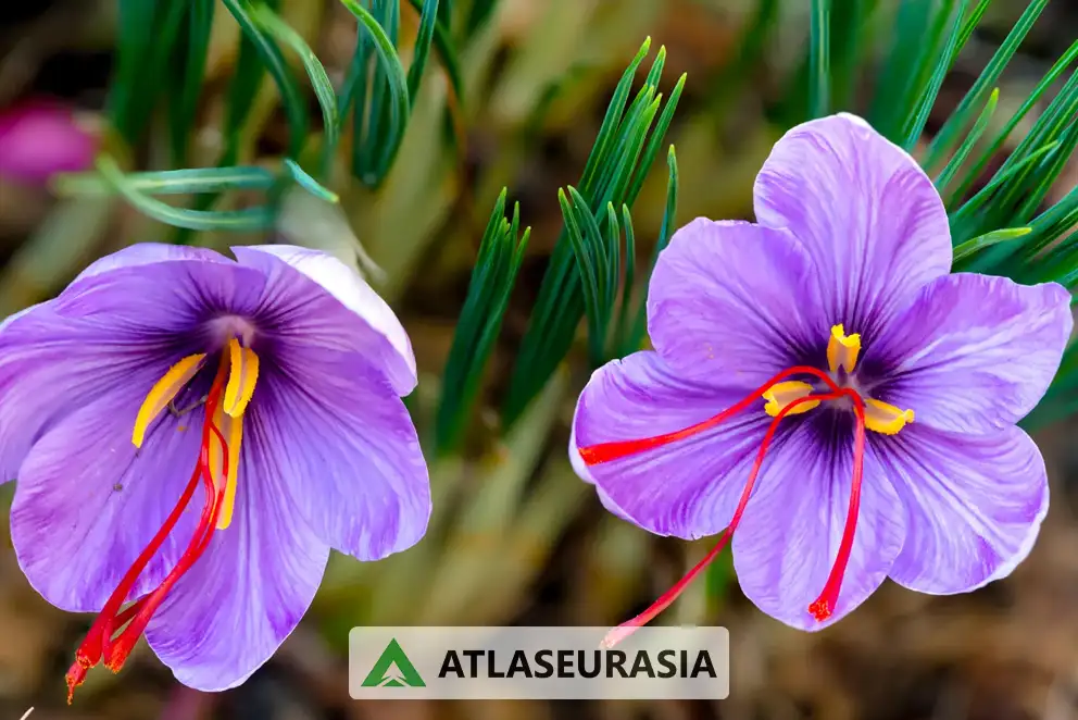 اسانس خوراکی زعفران